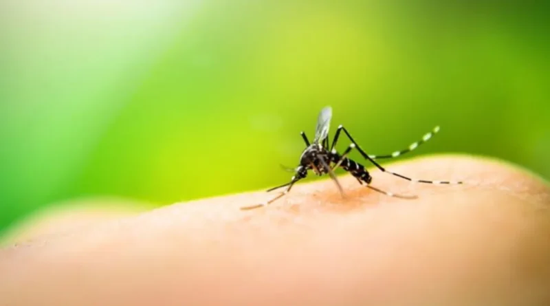 DBD Menyusup ke Rumah Inilah 10 Cara Mengatasi Sarang Nyamuk dengan Efektif